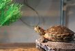 cara merawat kura-kura agar tetap sehat